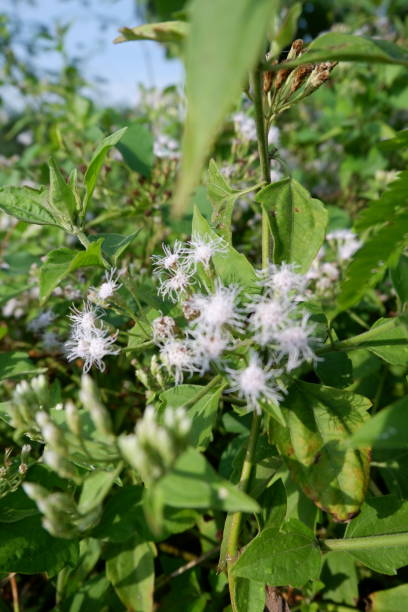 planta babandotan (ageratum conyzoides, billygoat-weed, chickweed, goatweed, whiteweed, mentrasto) com folhas verdes - whiteweed - fotografias e filmes do acervo