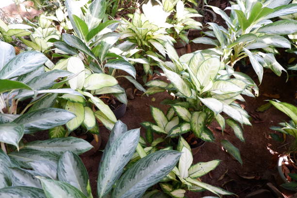 istock aglonema sri fortune plants in the garden 1463633120