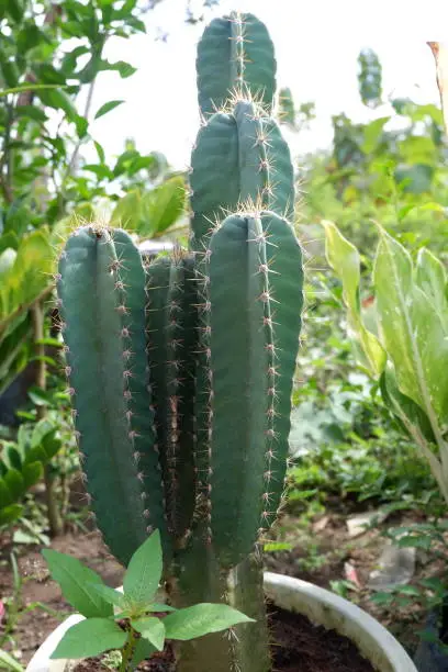 cactus growing in pot with natural background