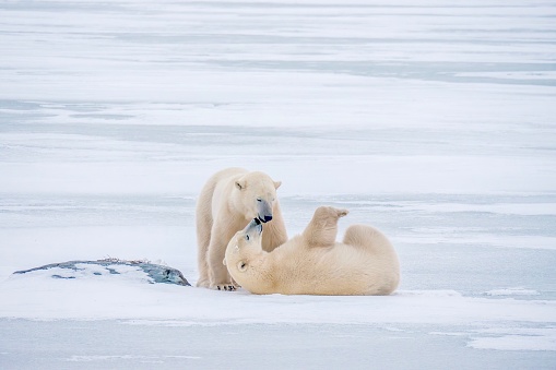Two polar bears (Ursus maritimus) playing together on ice and snow in Churchill, Manitoba. Their white fluffy fur makes them look cuddly, but they are apex predators.