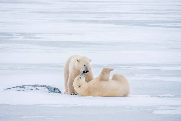 Two playful young polar bears in northern Canada. stock photo