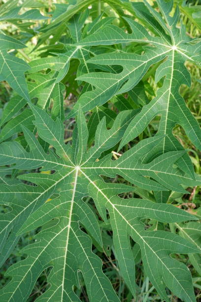 istock Papaya leaves are green and bitter 1463634545