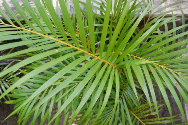 istock Palm leafs close-up in the garden 1463634546