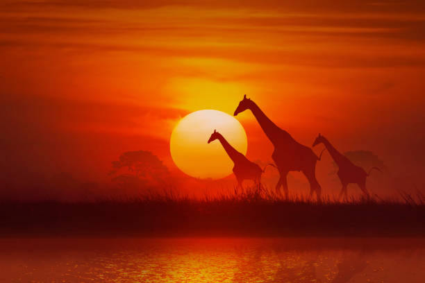 istock silhouette Animal, giraffe and grass and tree at sunset 1463637034