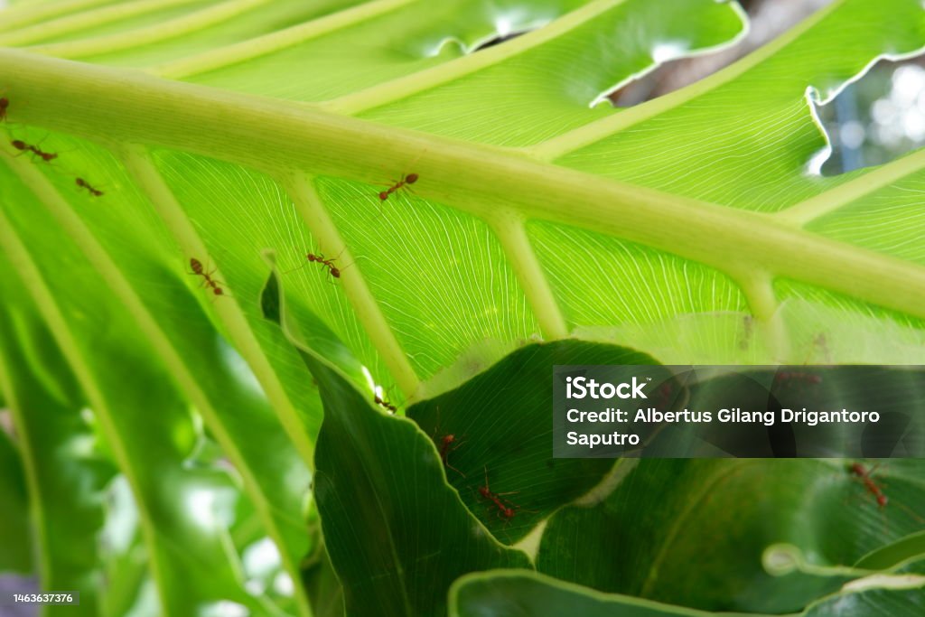 philodendron plant with ants colonize walking on leaves Animal Stock Photo
