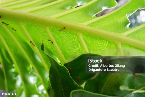 Philodendron Plant With Ants Colonize Walking On Leaves Stock Photo - Download Image Now
