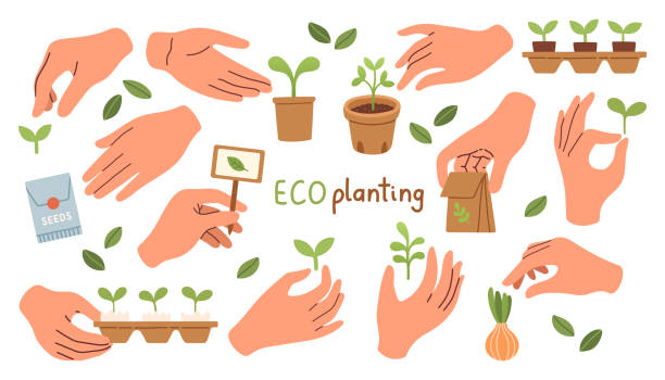 illustrations, cliparts, dessins animés et icônes de eco-plantation. plante et germe poussant dans les mains vecteur de conception plate. illustration vectorielle - decorative plant