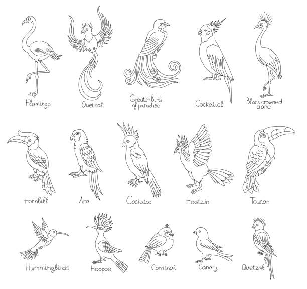 Exotic tropical birds set. With the title. Editable outline stroke. Vector line illustration. Hornbill bird. Editable outline stroke. Vector line illustration. Open paths. hoatzin stock illustrations