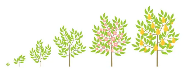 Vector illustration of Pear tree growth stages. Fruit tree life cycle. Vector infographic illustration.