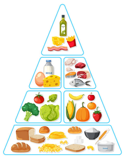Pirâmide de grupos de nutrição alimentar - ilustração de arte em vetor