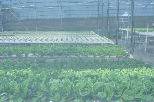 The greenhouse prevents insects from destroying lettuce.