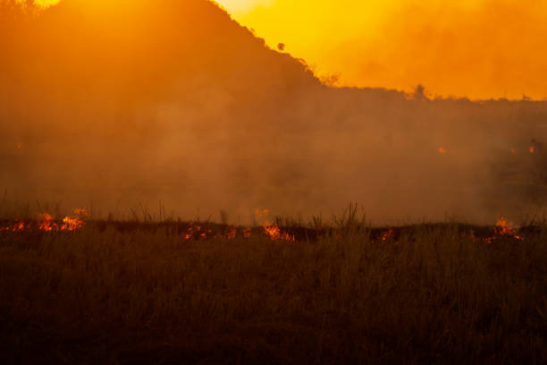 istock Forest fires are spreading in the wild 1463647292