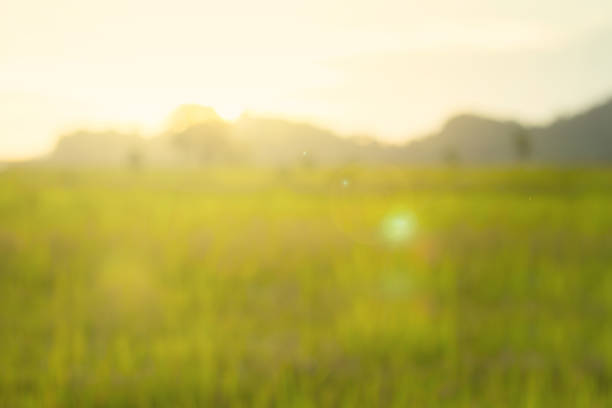 istock green grass field and sunrise blurry background 1463648000