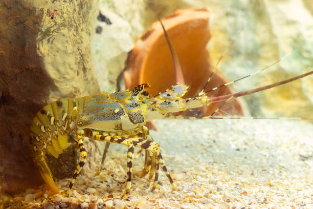 istock lobster at aquarium 1463648490