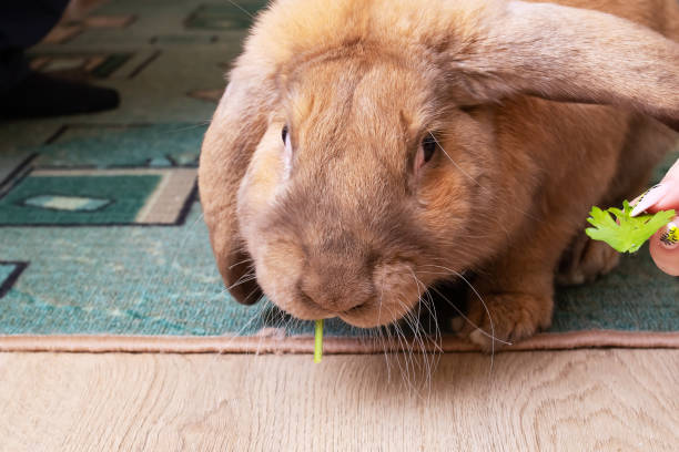istock Cute red house rabbit in the room 1463648672
