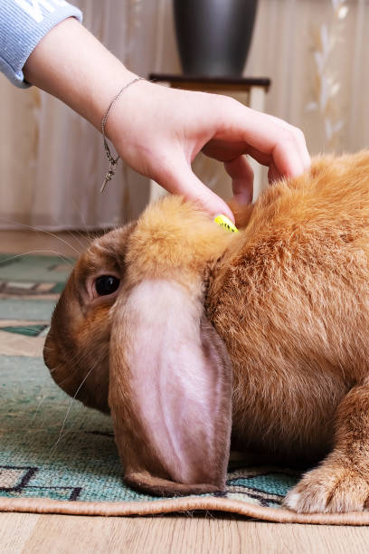 istock Hand strokes a large red rabbit closeup 1463648789