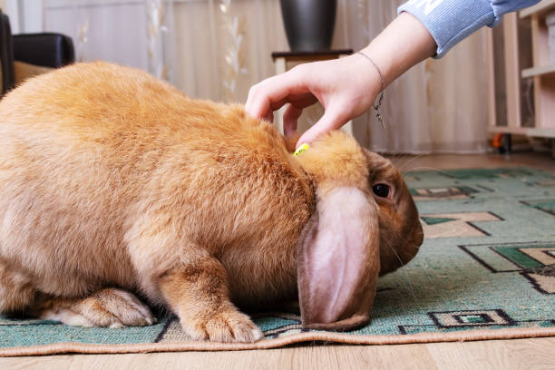 istock Hand strokes a large red rabbit closeup 1463648793
