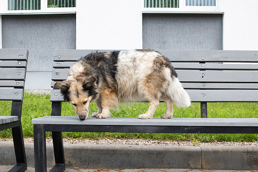 A dog sits on a park bench close up