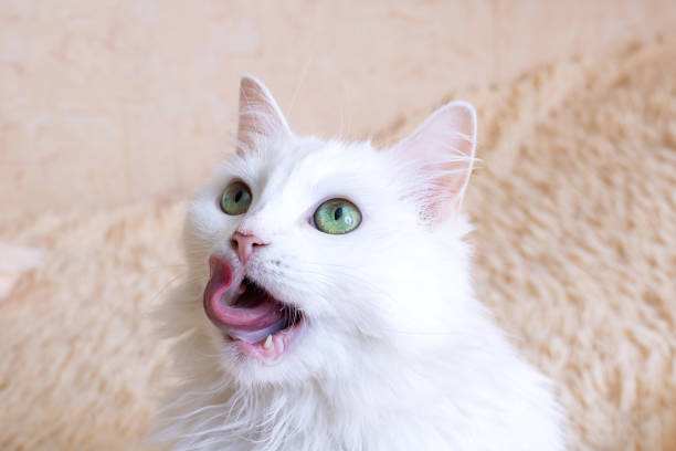 istock White fluffy cat licks portrait close up 1463650412