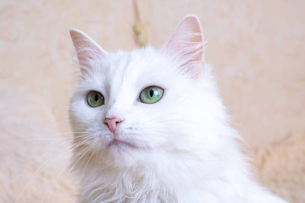istock White cat with green eyes closeup portrait 1463650418