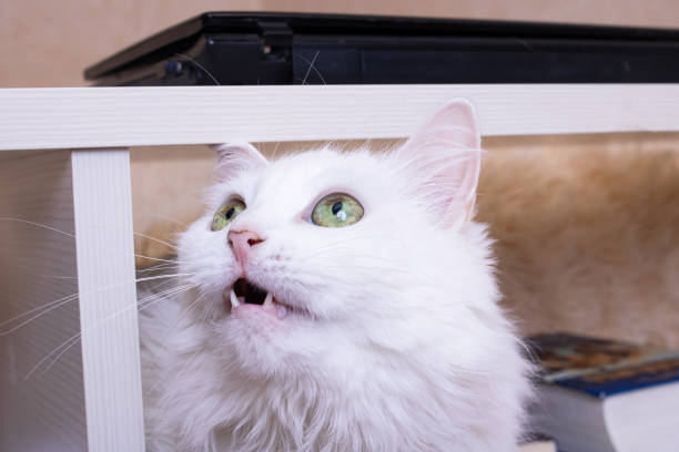 istock White fluffy cat opened its mouth closeup 1463650460