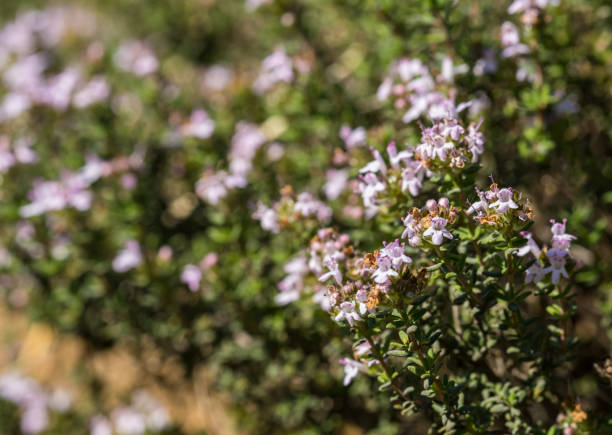 istock Thyme wild bush among the stones 1463650593