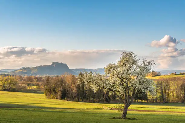 View to  volcanic mountain Hohentwiel in Hegau. Rural area in spring with cultivated fields, blooming trees and blue sky with clouds.