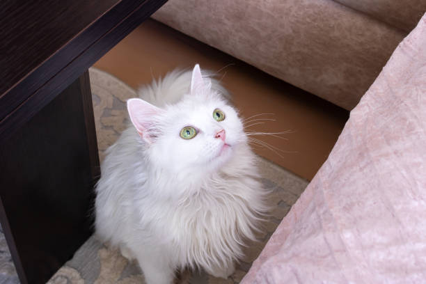 istock White fluffy cat jumps on the couch 1463657108
