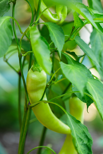 Homegrown yellow banana peppers growing on the vine in an urban kitchen garden