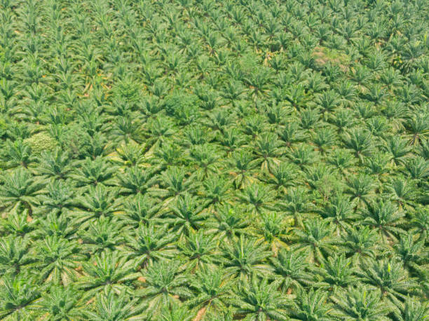 istock palm plantation aerial view 1463660249