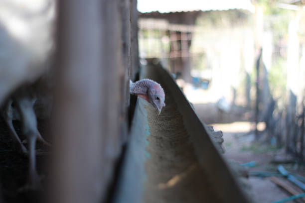 The turkey sticks its head out to feed in the trough.