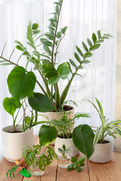 istock Home plants with green leaves on a window. Indoor decorative and deciduous home plants on table. Different green househlants Indoor. 1463664169