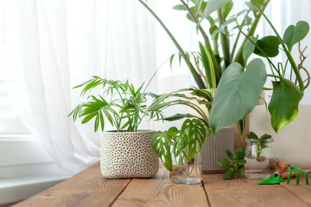 Home plants with green leaves on a window. Indoor decorative and deciduous home plants on table. Different green househlants Indoor. stock photo