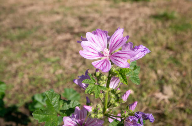 Common Mallow (malva sylvestris) at Tonbridge in Kent, England