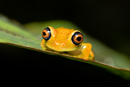 Green tree frog perched atop of a yellow and white tropical flower