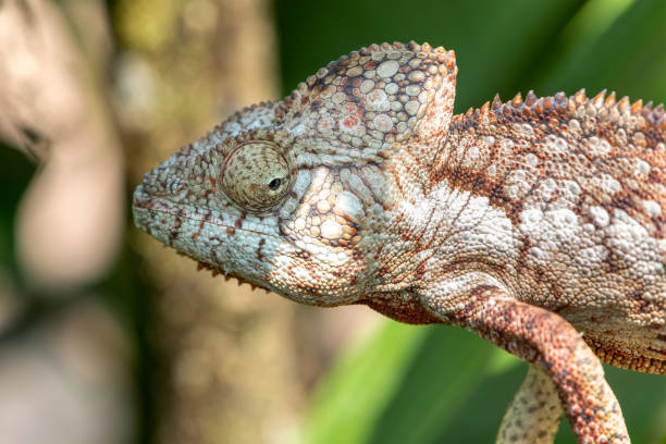 caméléon d’oustalet, furcifer oustaleti, réserve peyrieras madagascar exotic, madagascar faune - oustalets chameleon photos et images de collection