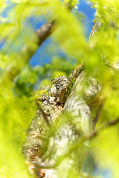 caméléon d’oustalet, furcifer oustaleti, réserve peyrieras madagascar exotic, madagascar faune - oustalets chameleon photos et images de collection