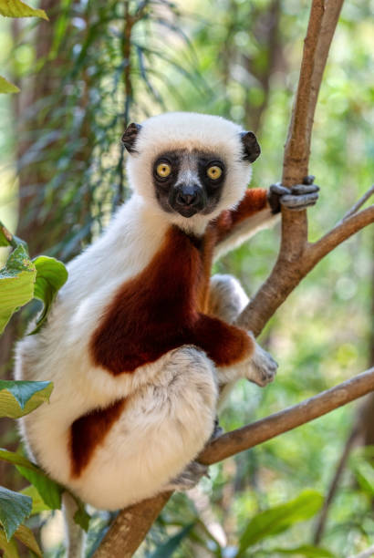 istock Coquerel's sifaka lemur, Propithecus coquereli, Madagascar wildlife animal 1463666263