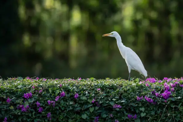 Egret on hedge North Shore Oahu Hawaii