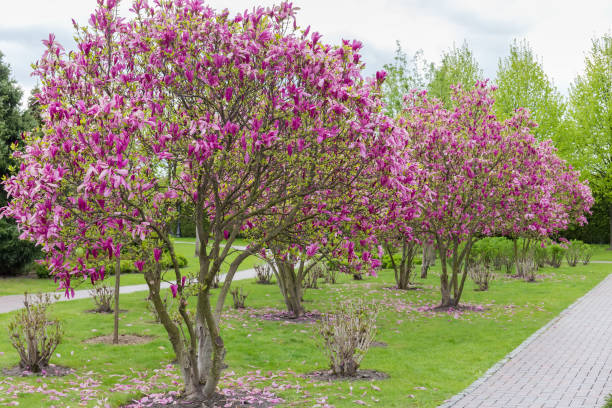 arbustos de magnolia púrpura floreciente en el parque de la ciudad. - magnolia bloom fotografías e imágenes de stock