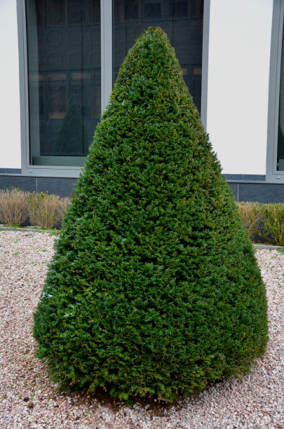hornbeams, yews shaped into giant cone shapes with rounded cone-shape tips. Tall hedges of bosquets evergreen rich colors of the French Baroque garden, blue sky