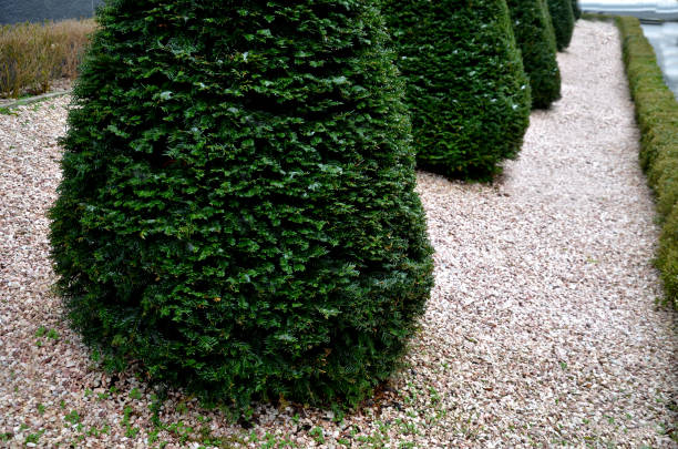 istock hornbeams, yews shaped into giant cone shapes with rounded cone-shape tips. Tall hedges of bosquets evergreen rich colors of the French Baroque garden, blue sky 1463667677
