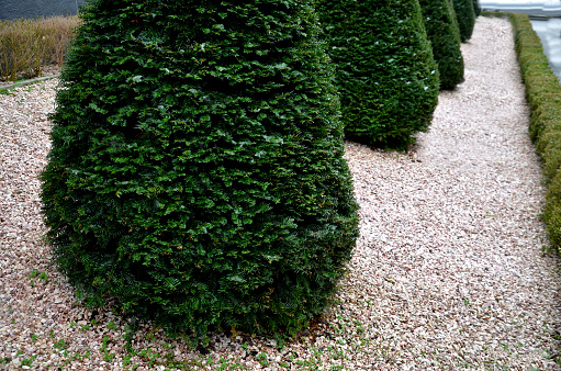 hornbeams, yews shaped into giant cone shapes with rounded cone-shape tips. Tall hedges of bosquets evergreen rich colors of the French Baroque garden, blue sky, buxus sempervirens, conical