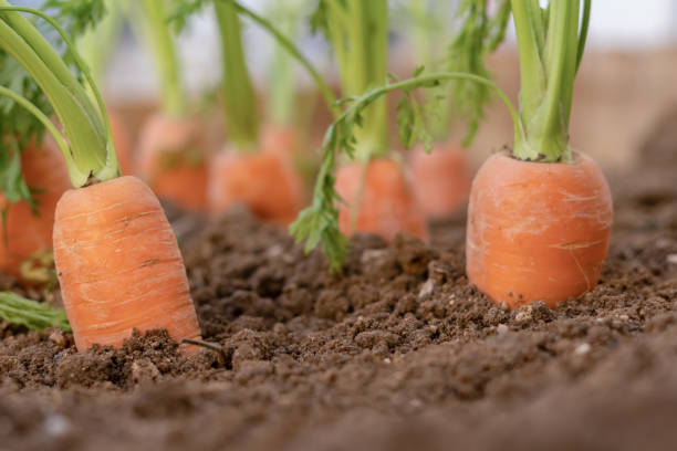 istock carrots growing in an organic vegetable garden 1463668465