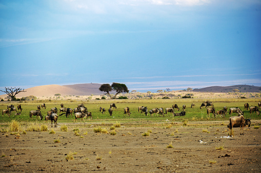 Herd  of wildebeest grazing during the migration season .