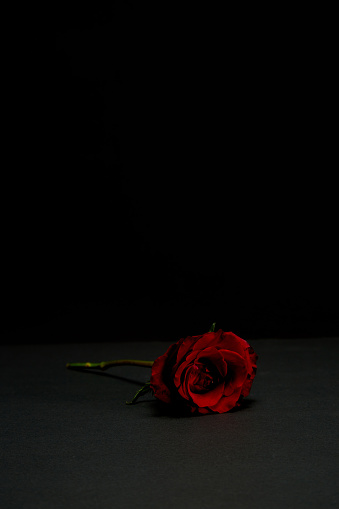 Red Rose Over Dark Background