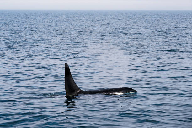 istock Killer whales in Rausu, Hokkaido 1463670546
