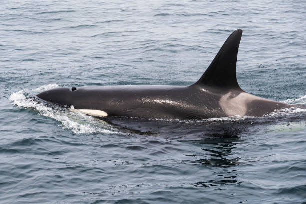istock Killer whales in Rausu, Hokkaido 1463670547
