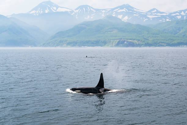 Killer whales in Rausu, Hokkaido Killer whales in Rausu, Hokkaido shiretoko mountains stock pictures, royalty-free photos & images