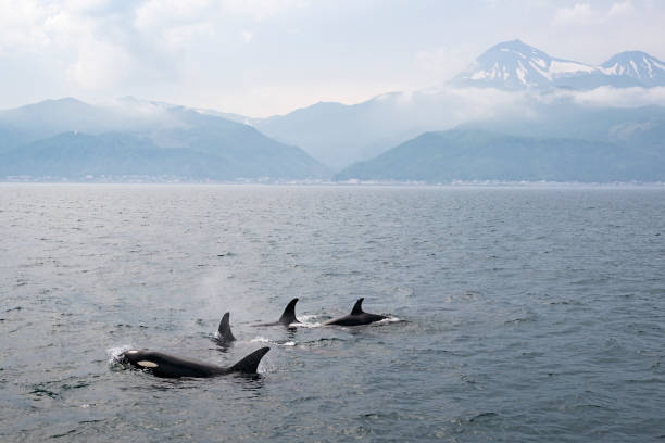 istock Killer whales in Rausu, Hokkaido 1463670591